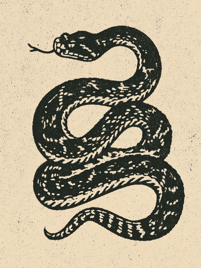 Coiled Snake Vintage Print. poster — illustration art