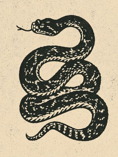 Coiled Snake Vintage Print.