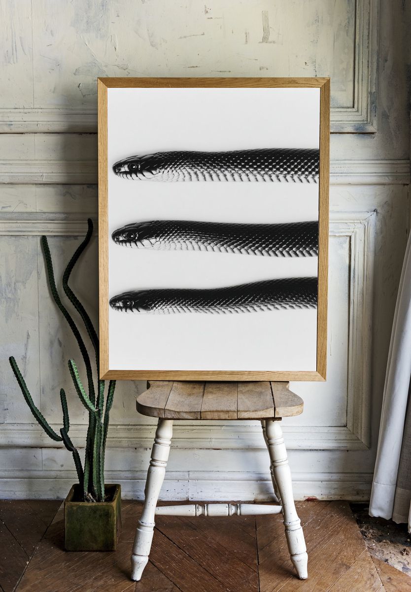 Black Snake Trio Photography Poster. — room view 1