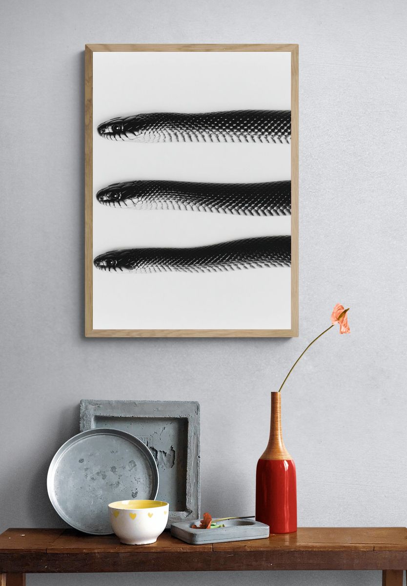 Black Snake Trio Photography Poster. — room view 3