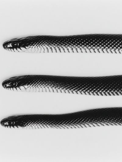 Black Snake Trio Photography Poster. poster print
