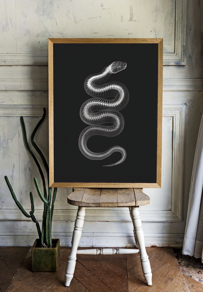 Serpentine X-Ray Illustration Poster. — room view 1