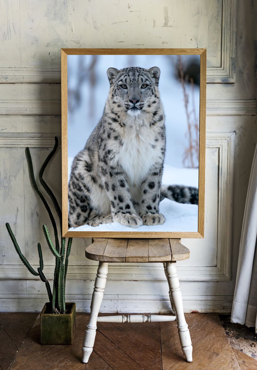 Snow Leopard Portrait Photography Poster. room preview