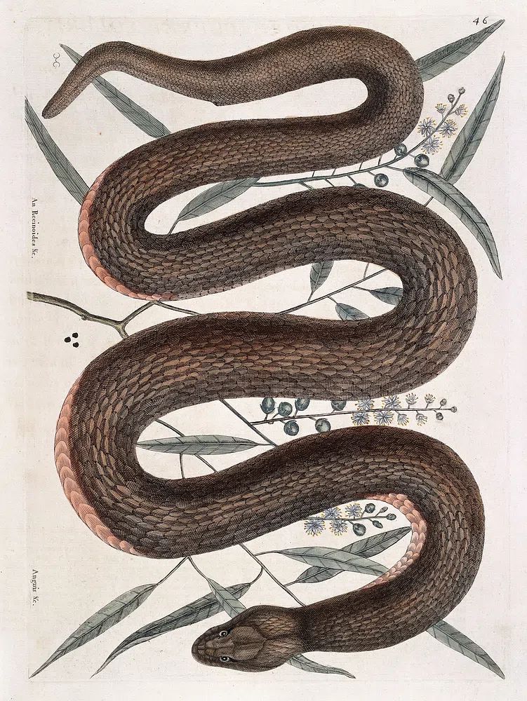 Elegant Snake Botanical Print. poster — illustration art