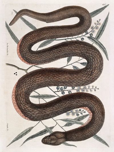 Elegant Snake Botanical Print. poster print