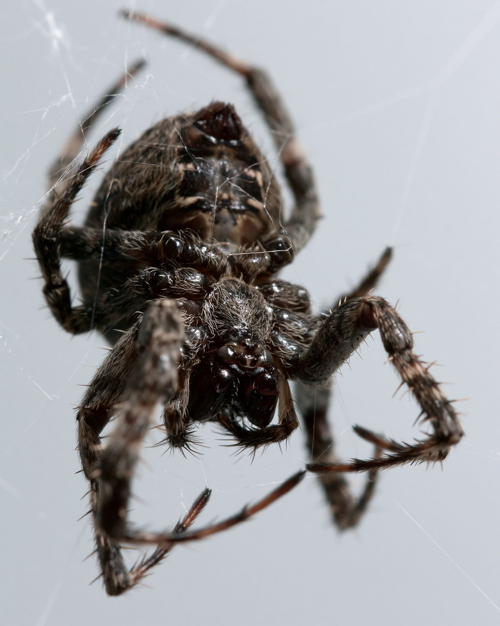 Spider Macro Photography Poster. poster — photography art