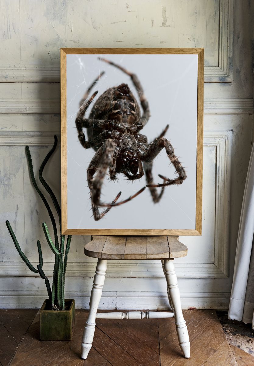 Spider Macro Photography Poster. room preview