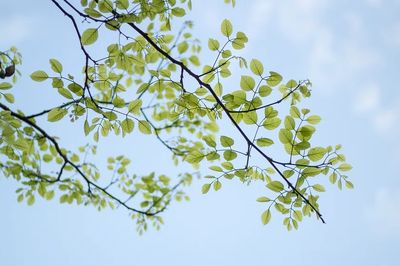 Desktop wallpaper plant leaf, HD.