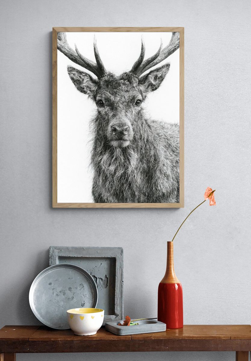 Majestic Stag Portrait Print. — room view 3