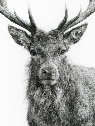 Majestic Stag Portrait Print.
