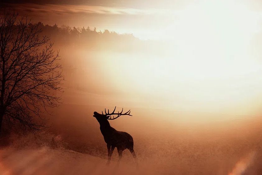 Majestic Stag at Sunrise Poster. poster detail