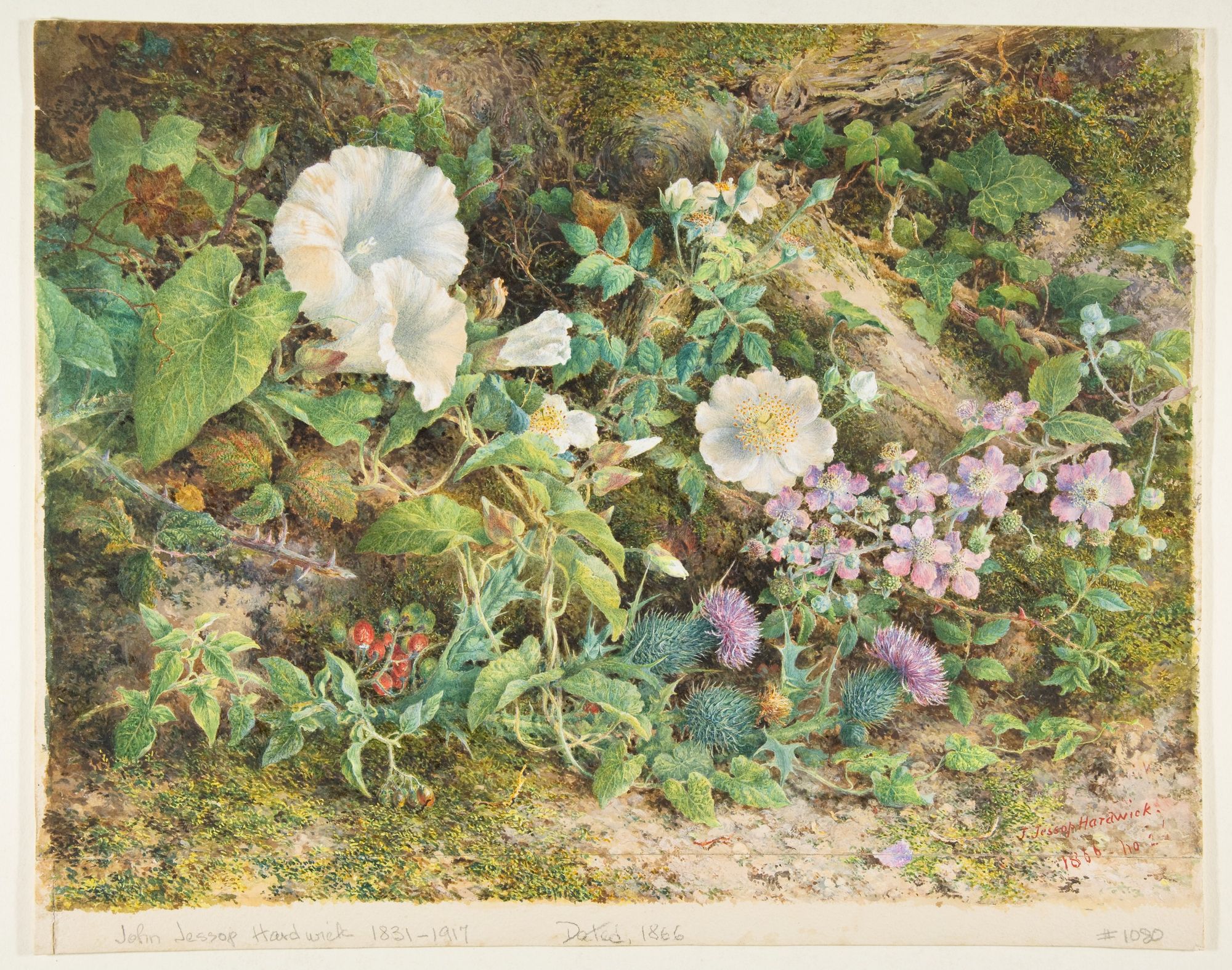 Flower study by John Jessop Hardwick — Art Print. poster detail