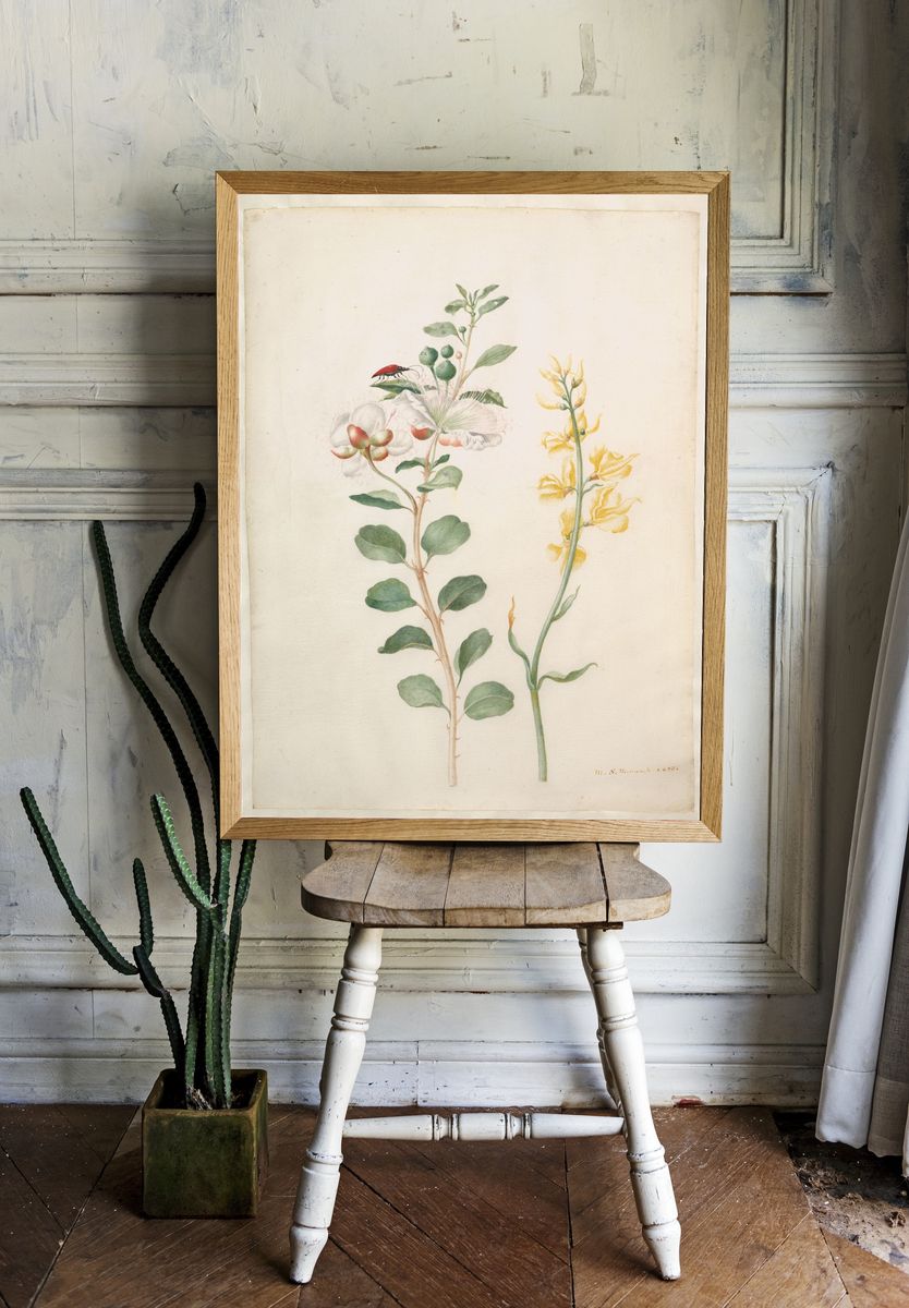 Study of Capers, Gorse, and a Beetle by Maria Sibylla Merian — Art Print. room preview
