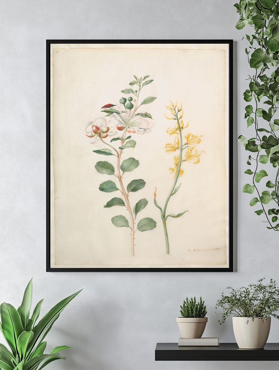 Study of Capers, Gorse, and a Beetle by Maria Sibylla Merian — Art Print. — room view 4