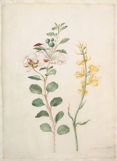 Study of Capers, Gorse, and a Beetle by Maria Sibylla Merian — Art Print.