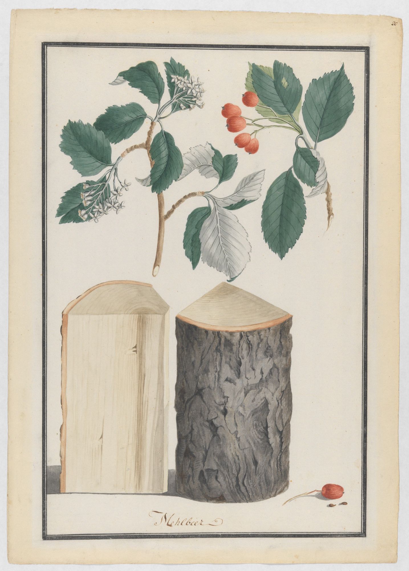 Studies of the leaves, blossoms, fruits and trunk of a whitebeam (Sorbus subgenus Aria) by Ludwig Pfleger — Art Print. poster detail
