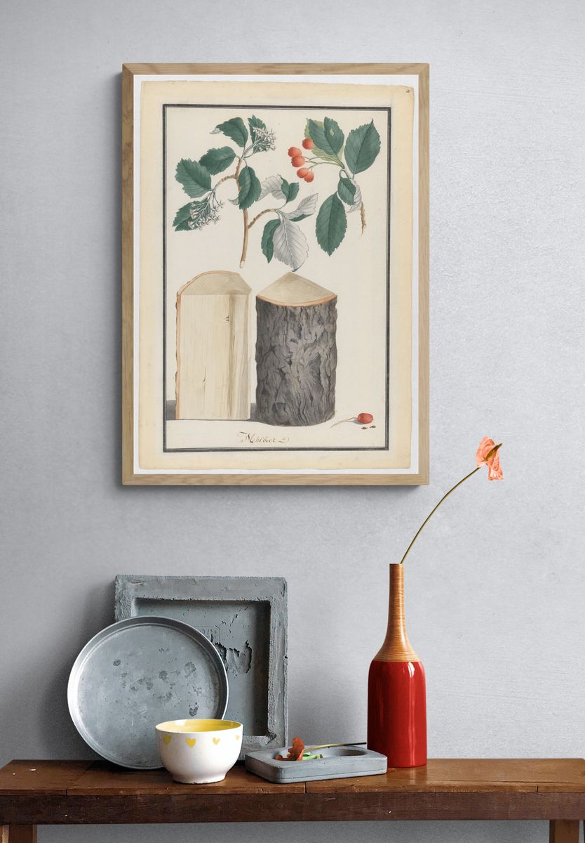 Studies of the leaves, blossoms, fruits and trunk of a whitebeam (Sorbus subgenus Aria) by Ludwig Pfleger — Art Print. — room view 3
