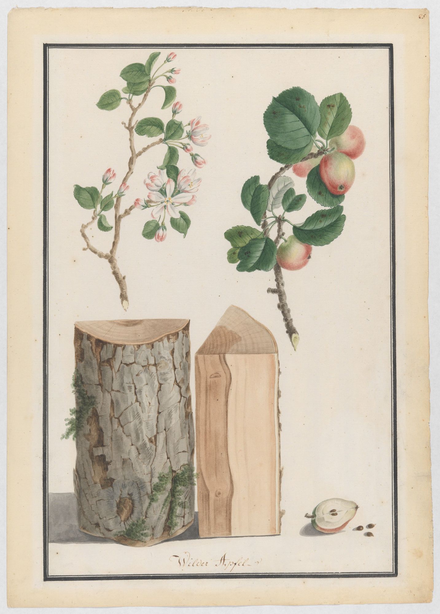 Studies of the trunk, blossoms and fruit of a wild apple tree (Malus sylvestris) by Ludwig Pfleger — Art Print. poster detail
