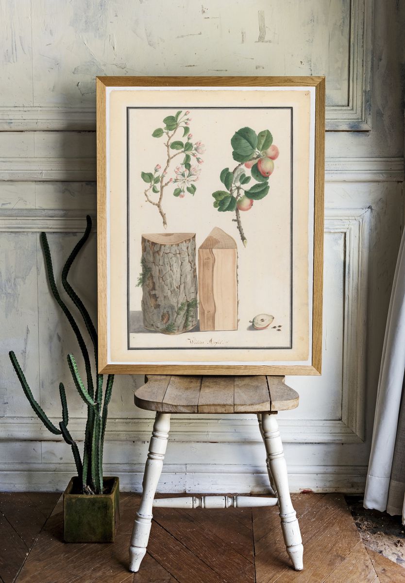 Studies of the trunk, blossoms and fruit of a wild apple tree (Malus sylvestris) by Ludwig Pfleger — Art Print. room preview