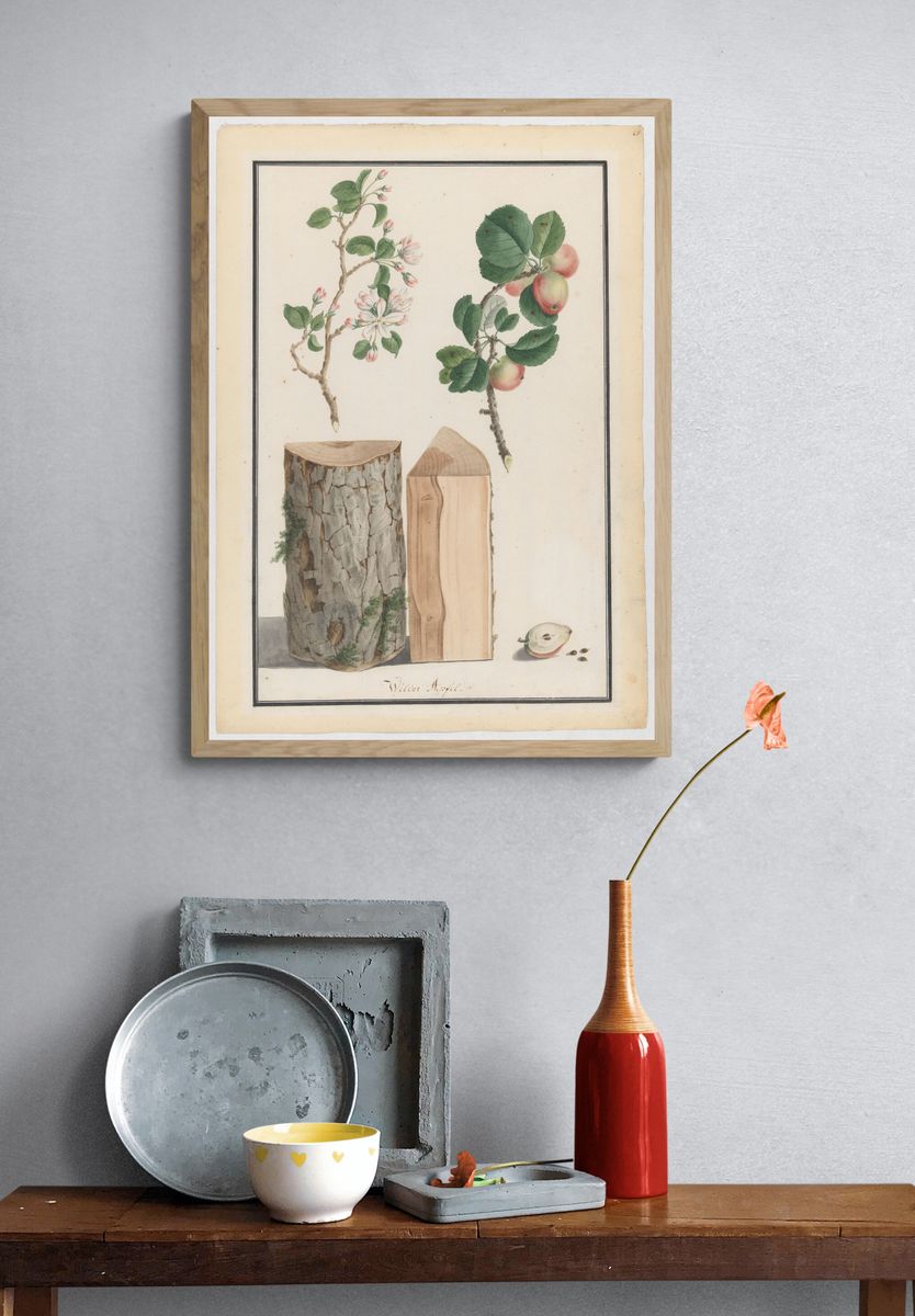 Studies of the trunk, blossoms and fruit of a wild apple tree (Malus sylvestris) by Ludwig Pfleger — Art Print. — room view 3