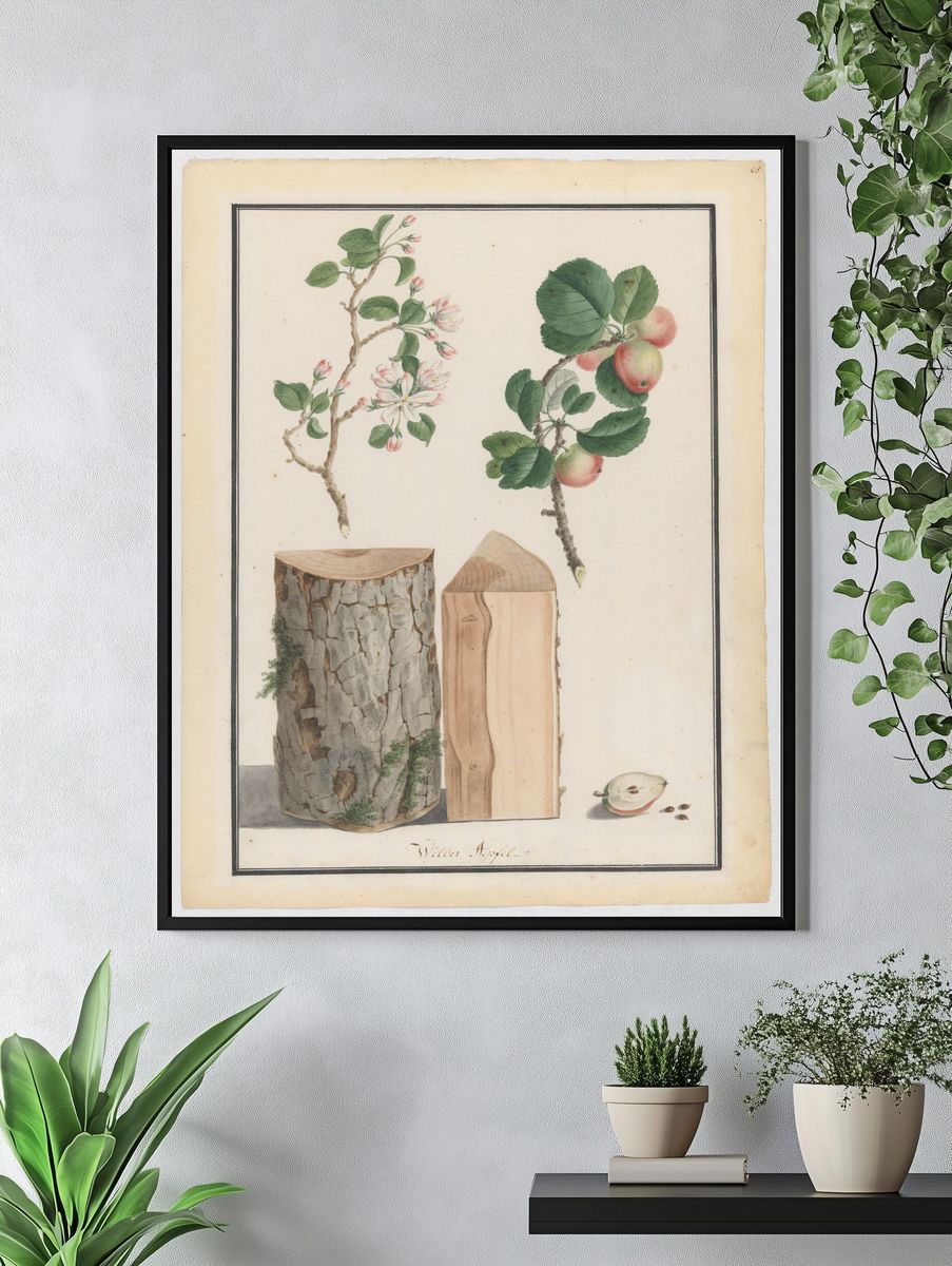 Studies of the trunk, blossoms and fruit of a wild apple tree (Malus sylvestris) by Ludwig Pfleger — Art Print. — room view 4