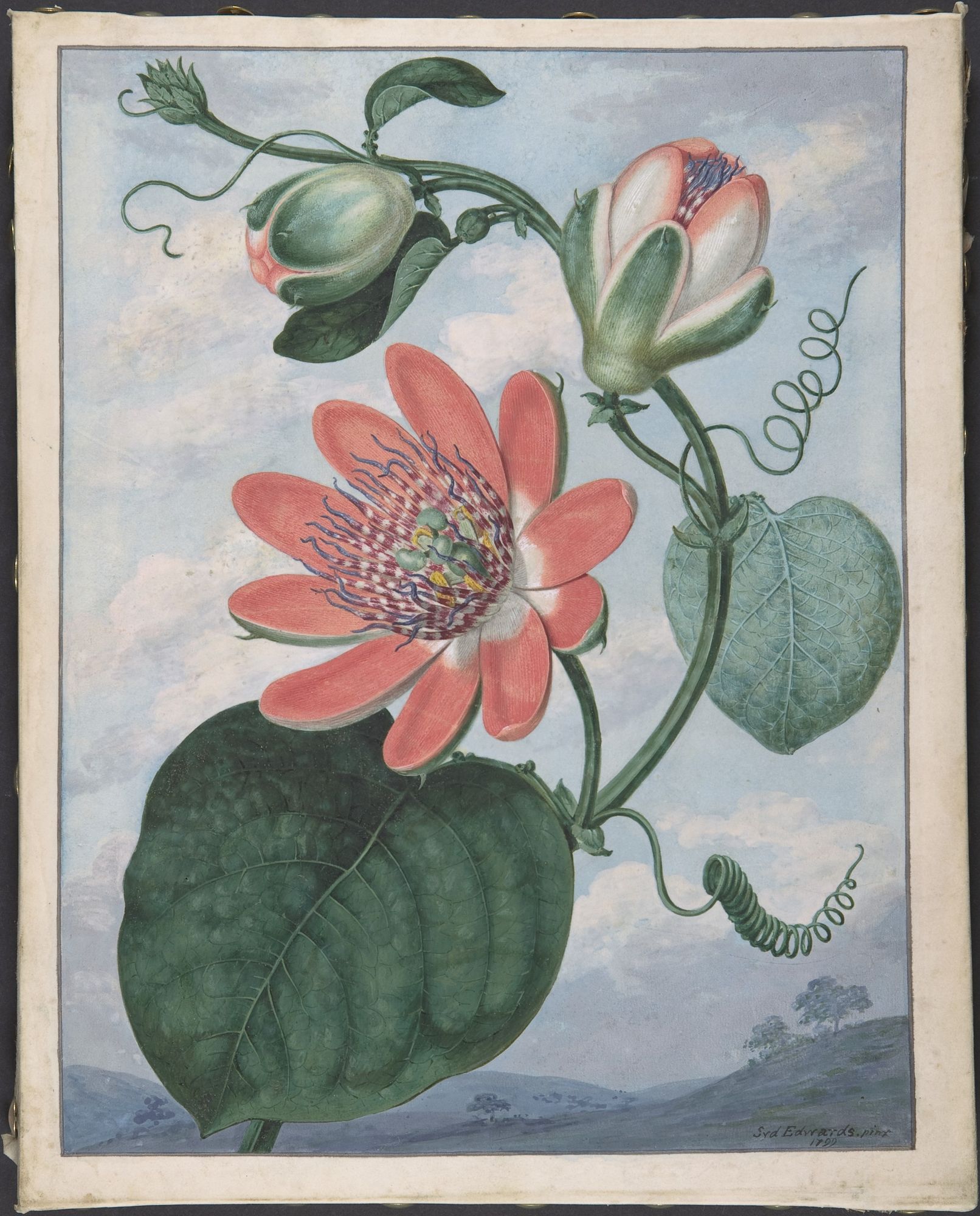 Winged passionflower (Passiflora alata) by Sydenham Teak Edwards — Art Print. poster detail