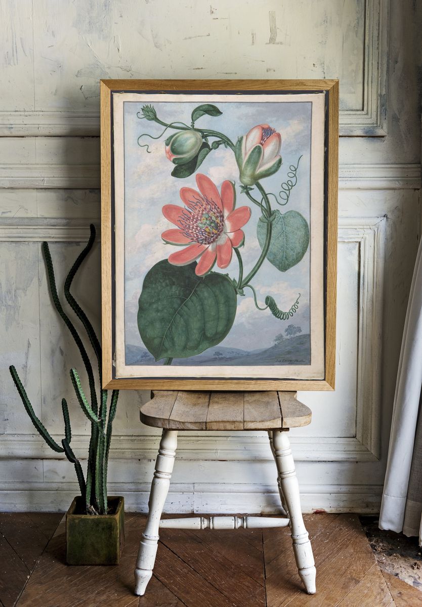 Winged passionflower (Passiflora alata) by Sydenham Teak Edwards — Art Print. — room view 1