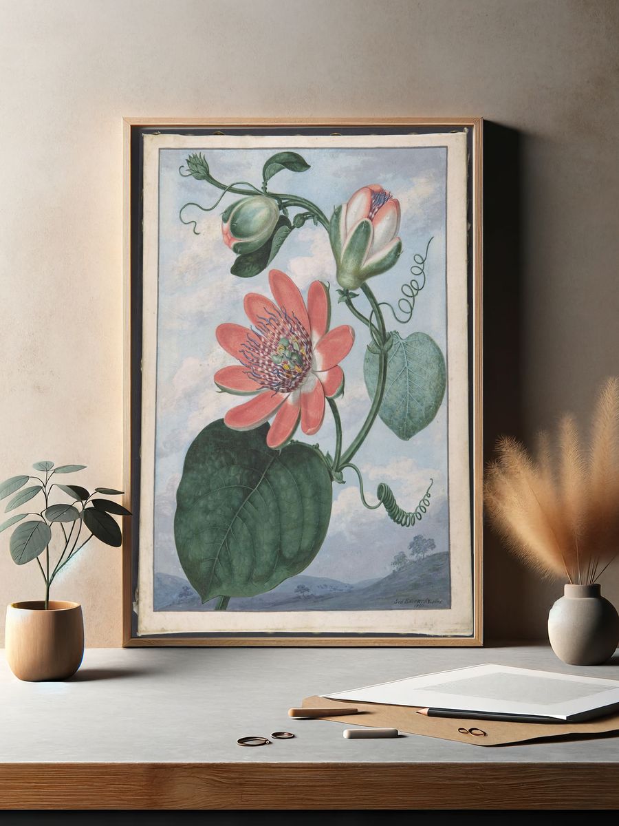 Winged passionflower (Passiflora alata) by Sydenham Teak Edwards — Art Print. — room view 2
