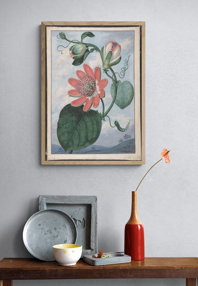 Winged passionflower (Passiflora alata) by Sydenham Teak Edwards — Art Print. — room view 3