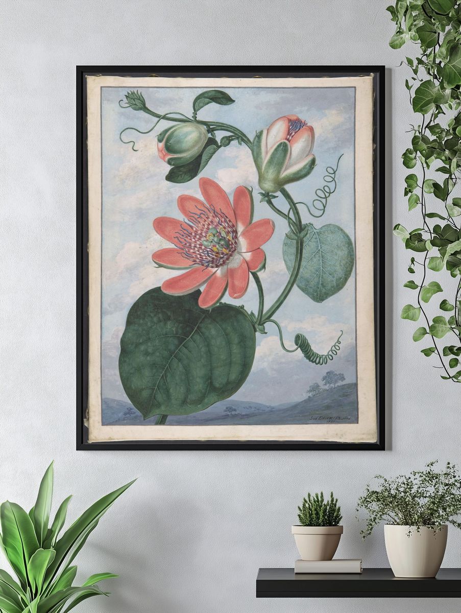Winged passionflower (Passiflora alata) by Sydenham Teak Edwards — Art Print. — room view 4