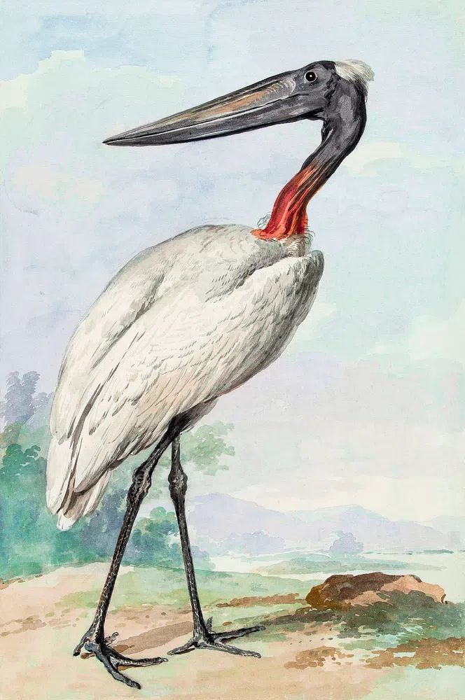 Stork Illustration Poster. poster detail
