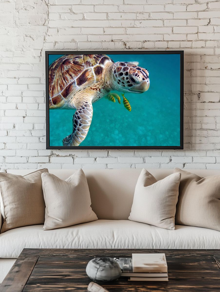 Sea Turtle Underwater Photography Poster. — room view 1
