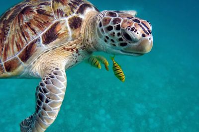 Sea Turtle Underwater Photography Poster. poster print