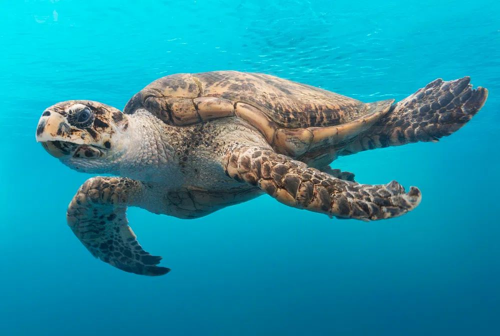 turtle glides water Texas State. poster — animals art
