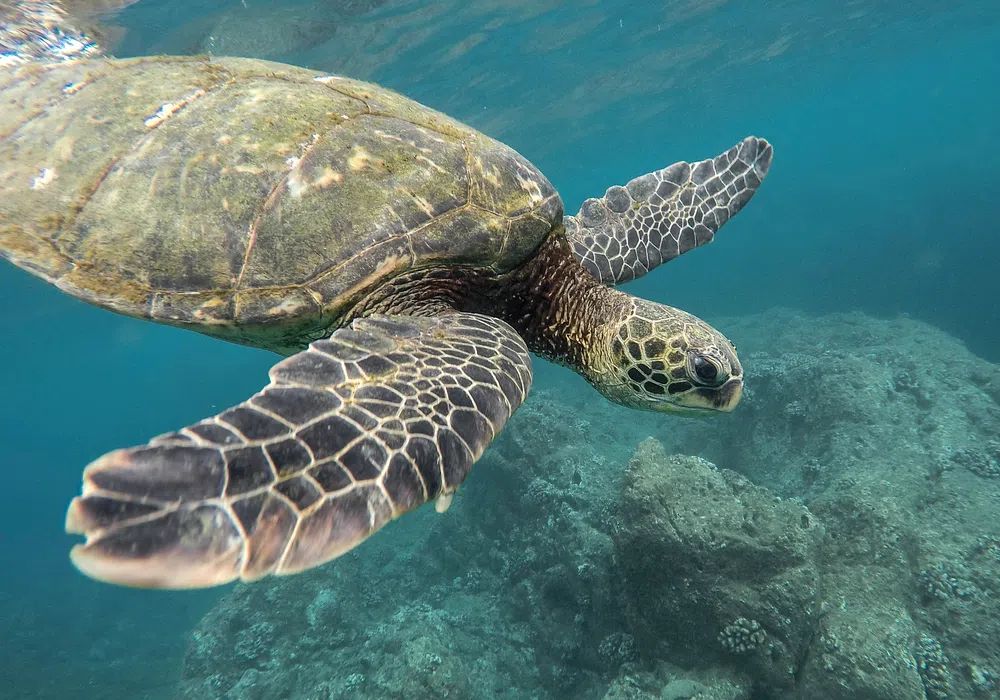 Green Sea Turtle Underwater Photography Poster. poster detail