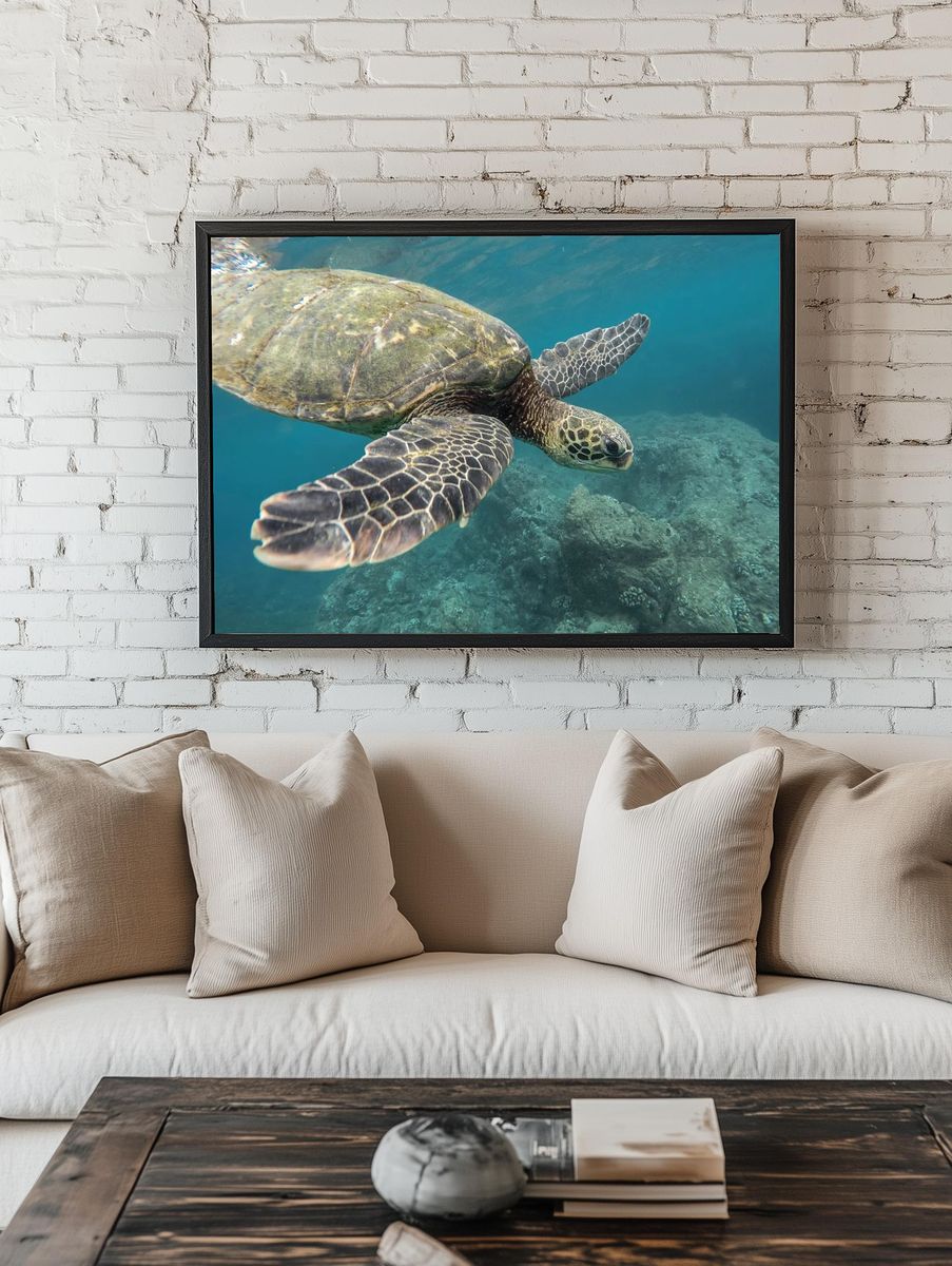 Green Sea Turtle Underwater Photography Poster. room preview