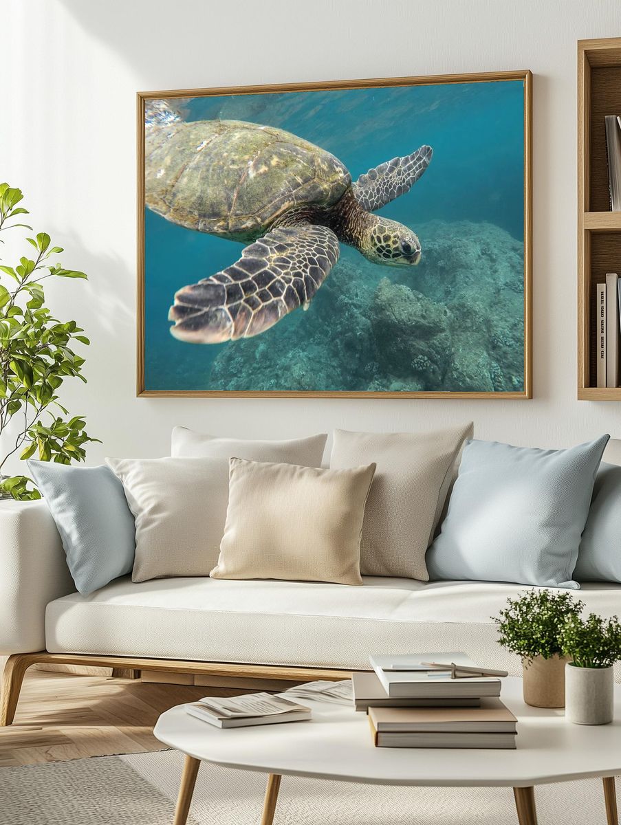 Green Sea Turtle Underwater Photography Poster. — room view 2