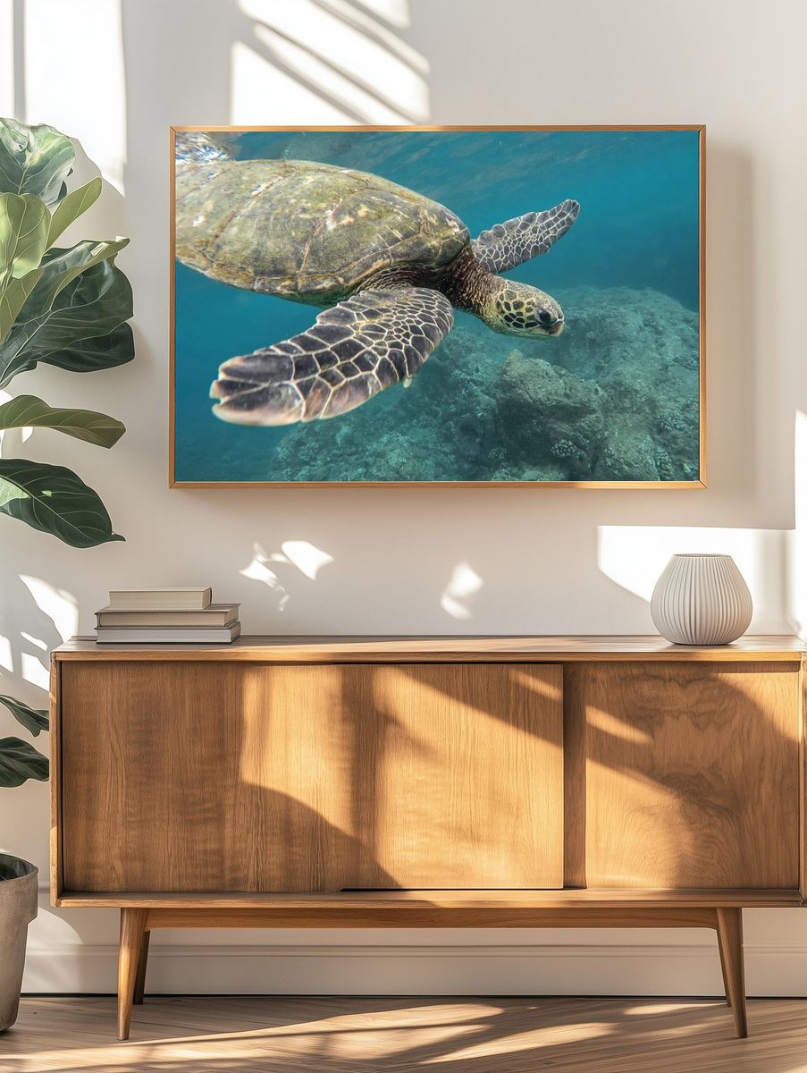 Green Sea Turtle Underwater Photography Poster. — room view 3