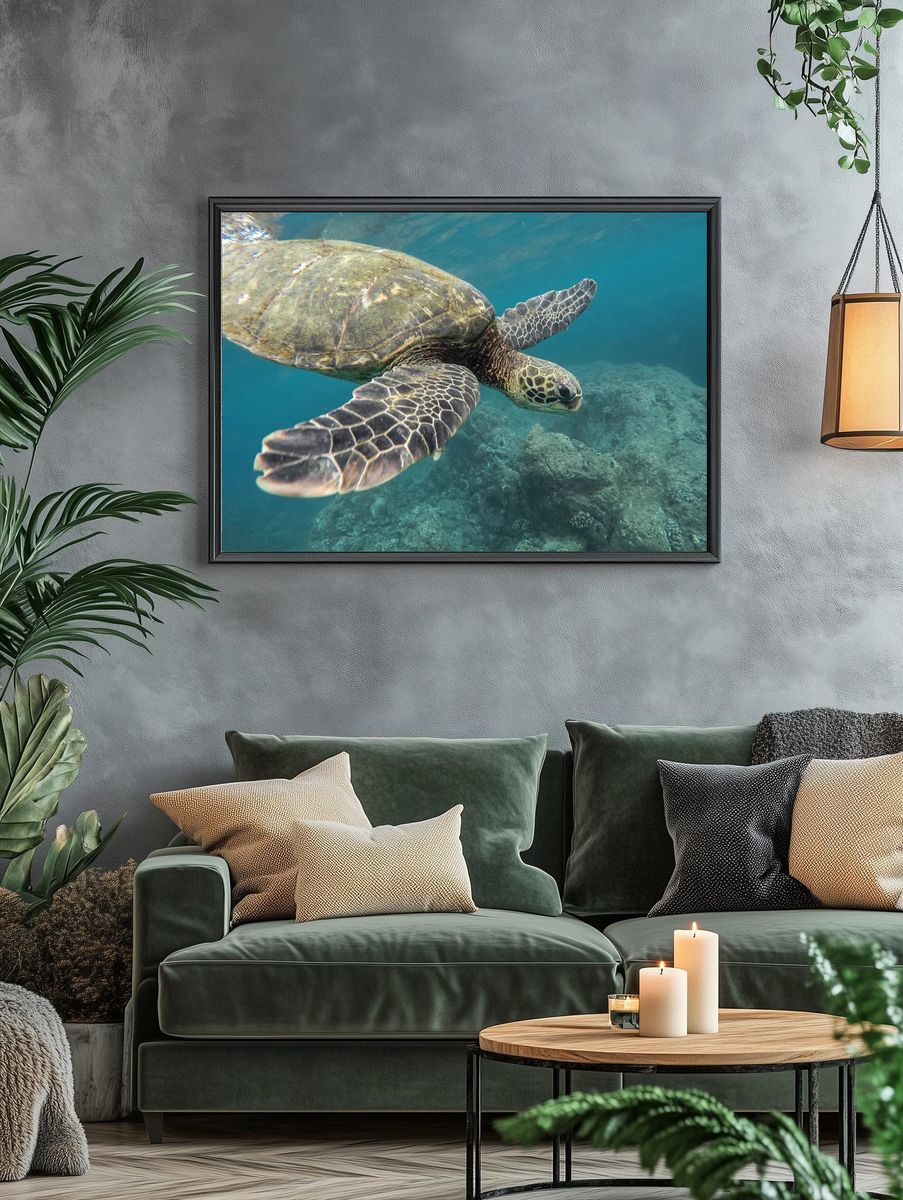 Green Sea Turtle Underwater Photography Poster. — room view 4