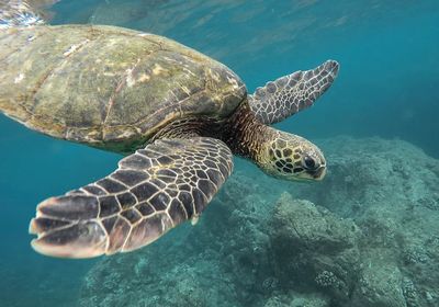 Green Sea Turtle Underwater Photography Poster.