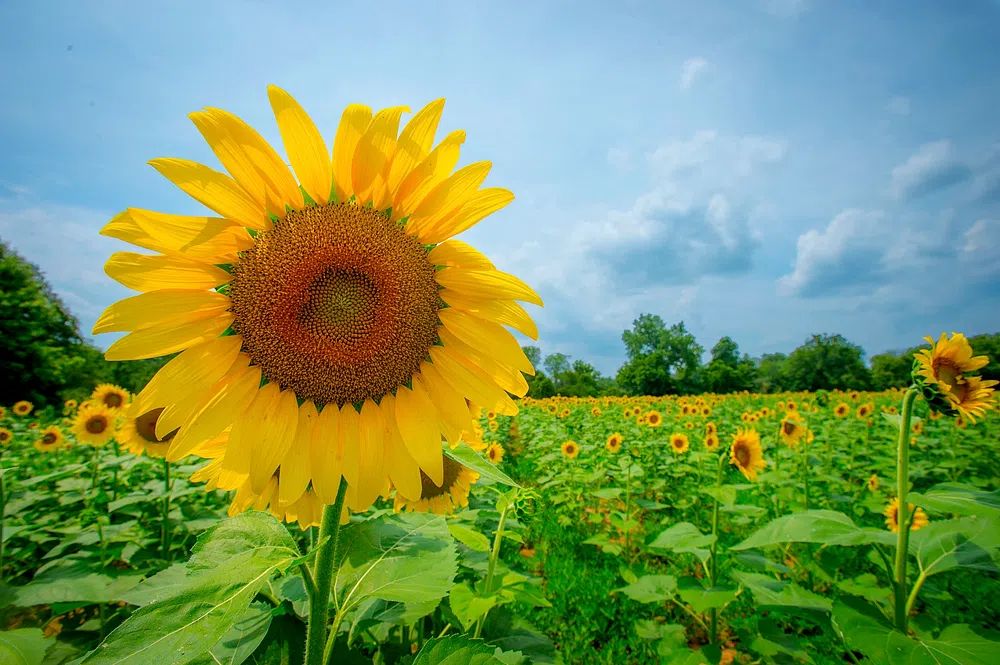 Sunflower Field — Photography Print. poster detail