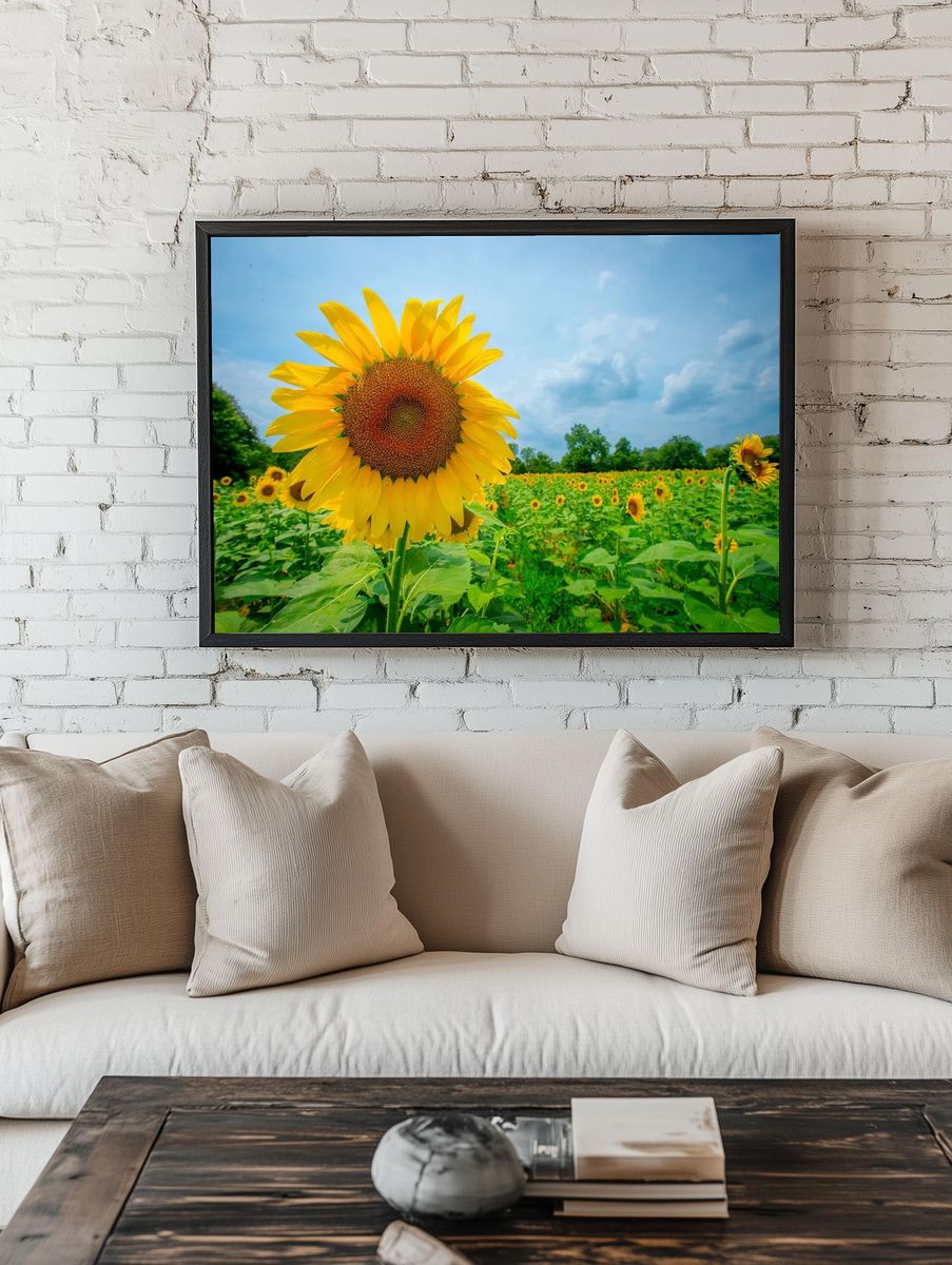 Sunflower Field — Photography Print. — room view 1