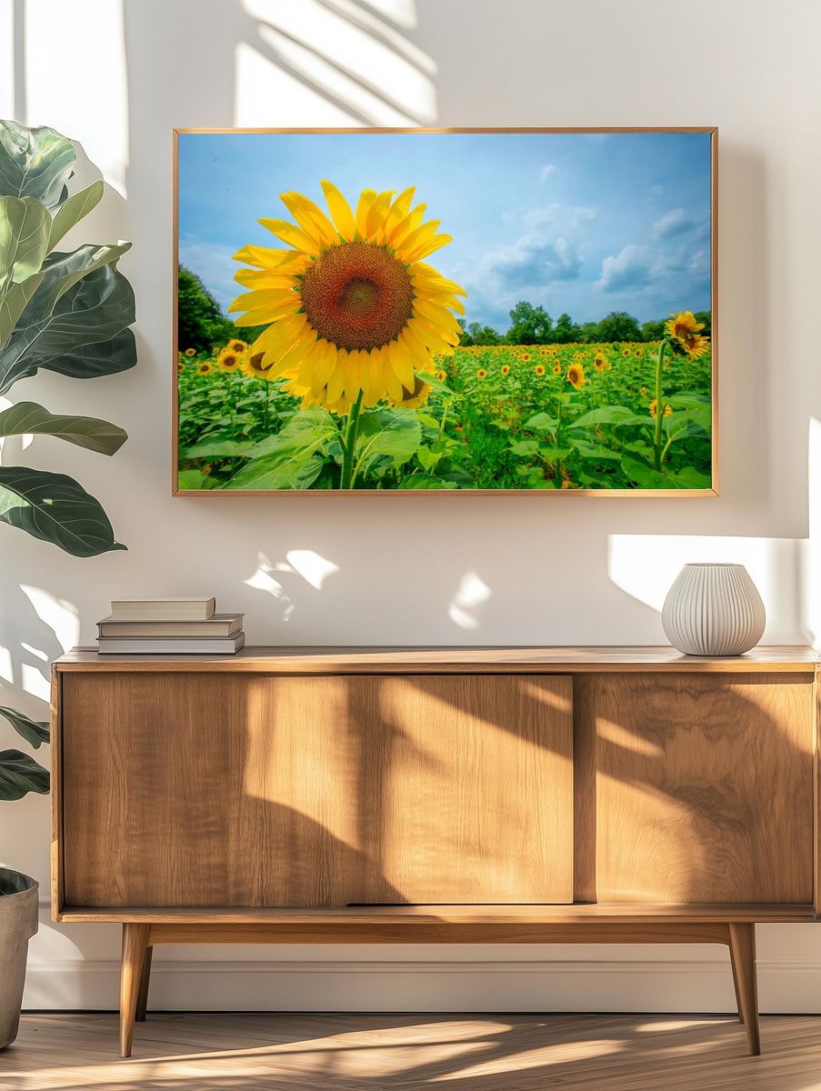 Sunflower Field — Photography Print. — room view 3