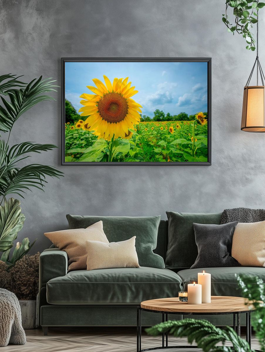Sunflower Field — Photography Print. — room view 4