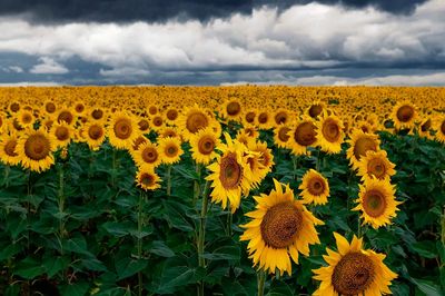 Sunflower Field — Nature Print