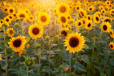 Sunflower Field — Nature Poster