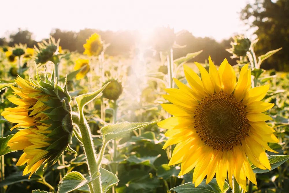 Sunflower Field at Sunset Poster. poster — botanical art