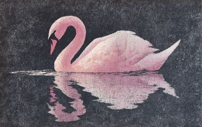 Pink Swan Reflection Poster. poster print