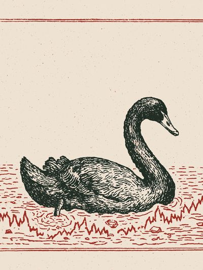 Swan Vintage Illustration Poster.