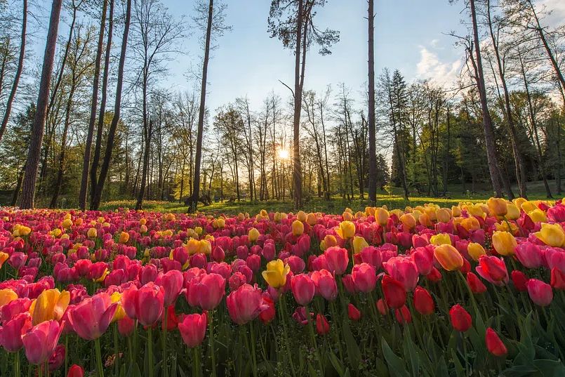 Tulip Field at Sunset Poster. poster — nature art